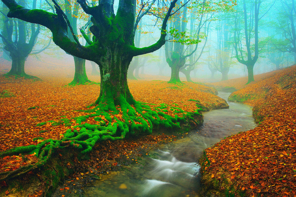 Обои для рабочего стола Деревья, корневища и стволы которых покрытые зеленым мхом, растущие возле ручья с берегами, усыпанными осенними листьями, синим туманом между деревьями