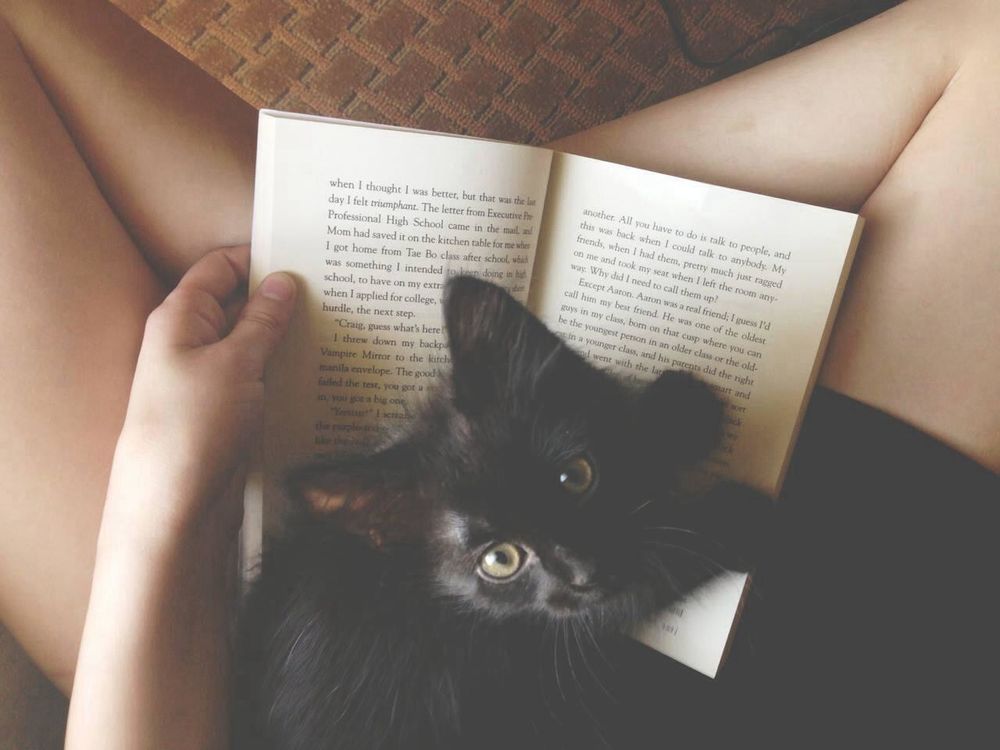 Обои для рабочего стола У девушки на ногах лежит книга, а на ней черный котенок
