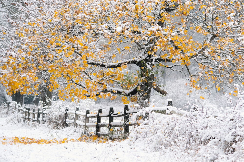 Обои для рабочего стола Дерево с желтыми, осенними листьями, стоящее возле деревянного ограждения на поляне со свежевыпавшим снегом