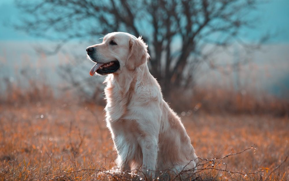 Обои для рабочего стола Собака породы золотистый ретривер сидит в поле на сухой траве недалеко от дерева