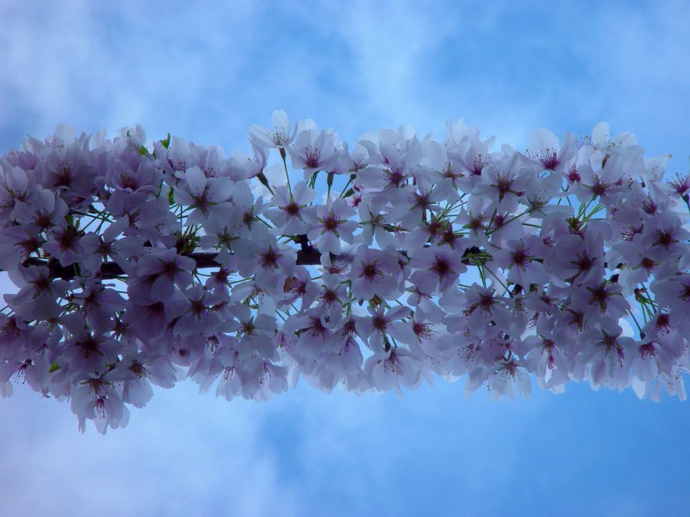 Обои для рабочего стола Весенняя ветка с цветами на фоне голубого неба