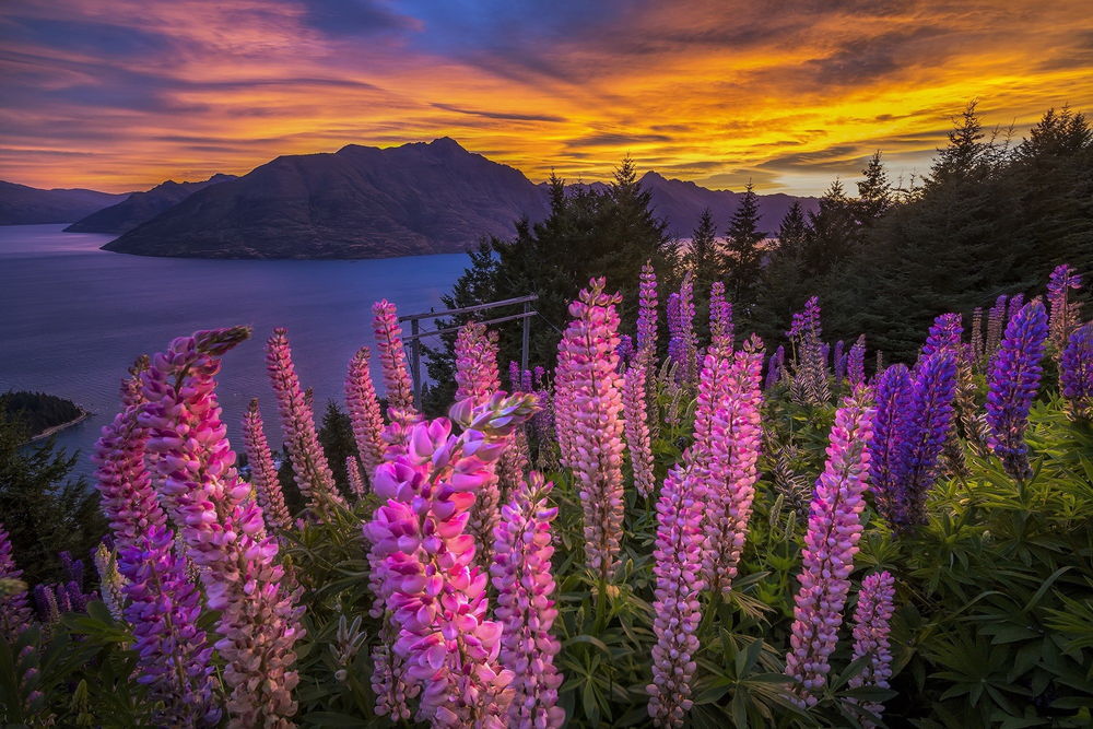 Обои для рабочего стола Розовые и фиолетовые люпины, растущие в окружении елей на берегу горного озера на фоне заката на вечернем небосклоне с разноцветными облаками