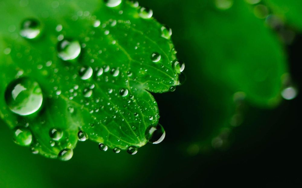 Обои для рабочего стола Зеленые листья с каплями воды после прошедшего дождя на размытом фоне