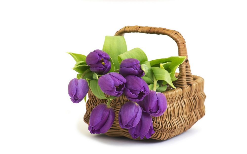 Обои для рабочего стола Плетеная корзинка с букетом фиолетовых тюльпанов
