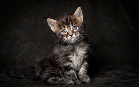Обои на рабочий стол Полосатый котенок сидит на мягкой ткани