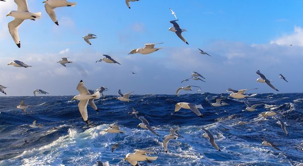 Обои на рабочий стол Стая чаек летит над поверхностью моря в белых бурунах