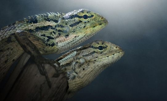 Обои на рабочий стол Две настороженные игуаны сидят на деревянном столбике