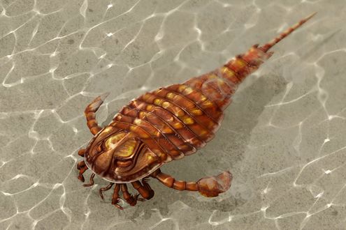 Обои на рабочий стол Ракоскорпион / Eurypterida плавает на мелководье, by FEL05