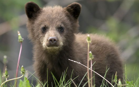 Обои на рабочий стол Медвежонок стоит на зеленой поляне среди одуванчиков