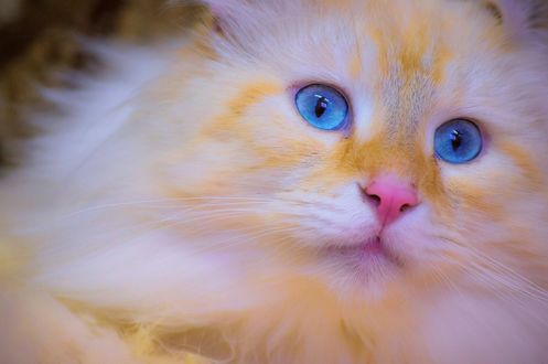 Обои на рабочий стол Рыже-белый котенок с голубыми глазами