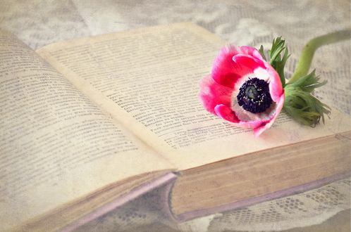 Обои на рабочий стол Красный тюльпан лежит на раскрытой книге