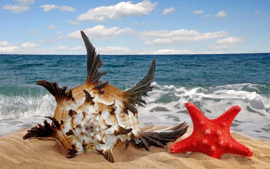 Обои на рабочий стол Морская раковина и морская звезда лежат на берегу моря