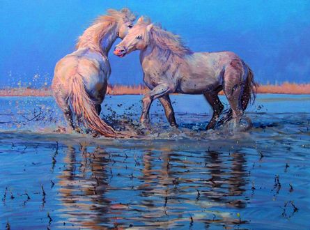 Обои на рабочий стол Две белые лошади играют, стоя в воде