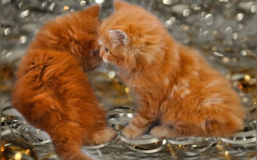Обои на рабочий стол Два рыжих котенка играют на блестящей поверхности