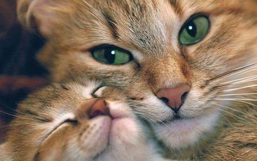 Обои на рабочий стол Кошка с зелеными глазами с котенком