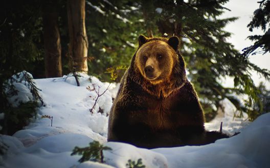 Медведь сидит фото