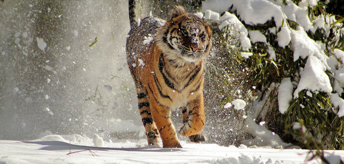 Тигр бежит по снегу обои