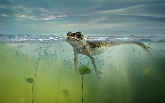 Обои на рабочий стол Лягушка плавающая на поверхности воды