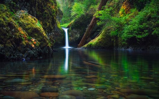 Обои на рабочий стол Водопад в лесной чаще, штат Орегон / Oregon, США / USA