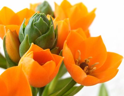 Обои на рабочий стол Оранжевые тюльпаны, by echeveria