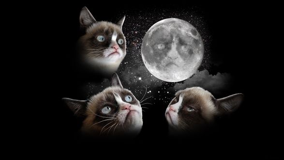 Обои на рабочий стол Три головы кошек смотрят в ночное небо на Луну, на которой видна морда еще одной кошки