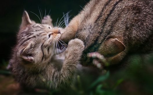 Обои на рабочий стол Маленький котенок, играясь, кусает свою маму кошку за ухо