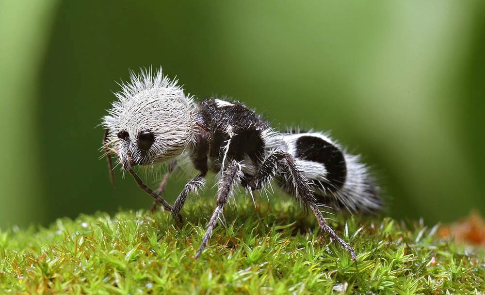 Обои для рабочего стола Прикольный волосатый муравей идет по траве