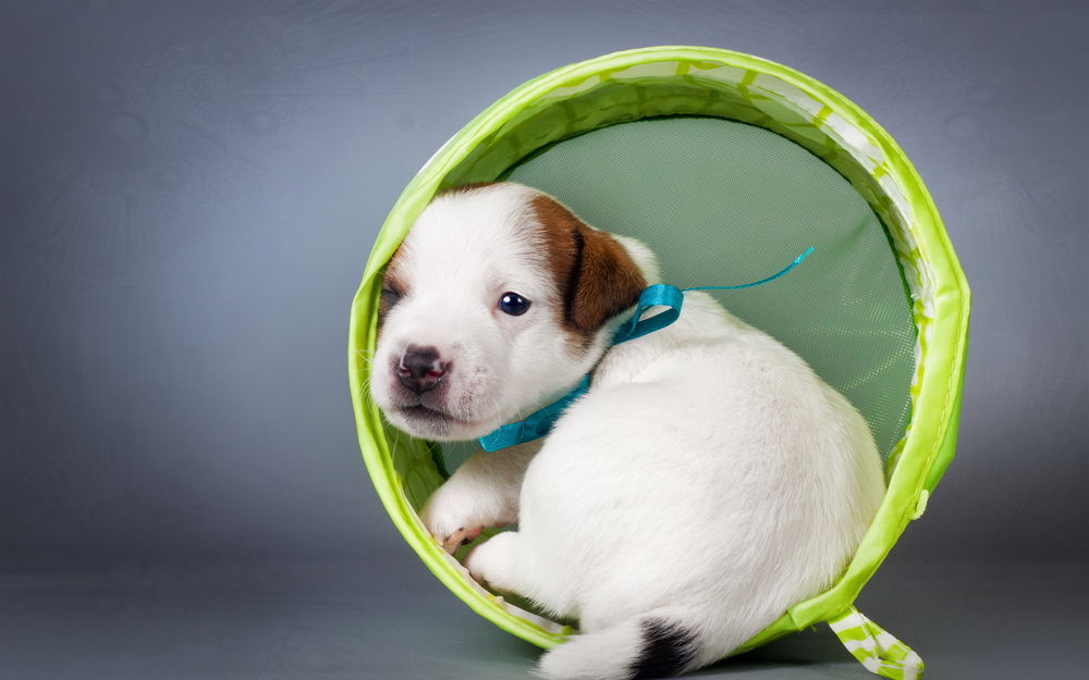 Обои для рабочего стола Забавный щенок Джек-Рассел-терьер / Jack Russell Terrier / охотничья собака, сидит в зеленом кольце