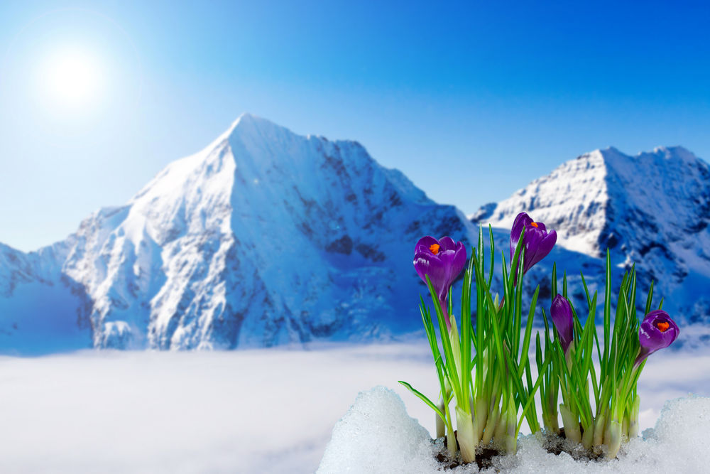 Обои для рабочего стола Весенние крокусы, появившиеся из-под снега на фоне заснеженных гор и ярко светящегося солнца