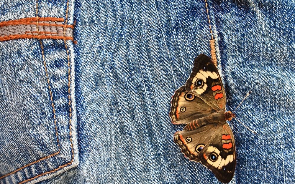 Обои для рабочего стола Макросъемка бабочки вида Юнония коэния / Junonia coenia, сидящей на джинсах