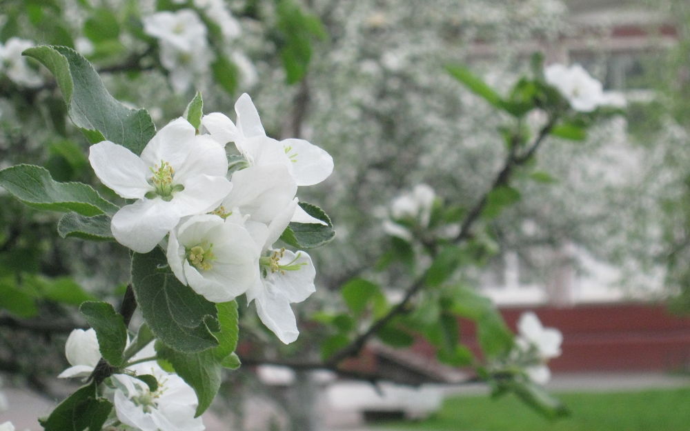 Обои для рабочего стола Цветущая весной ветка яблони во фруктовом саду