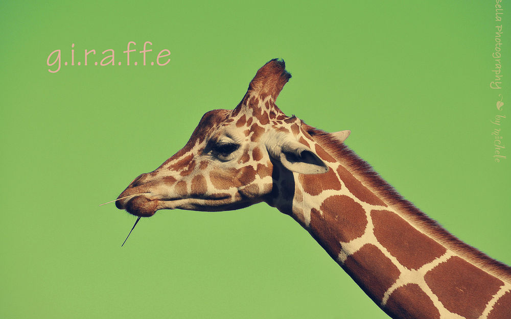 Обои для рабочего стола Жующий жираф (g. i. r. a. f. f. e, Bella photography by michele)