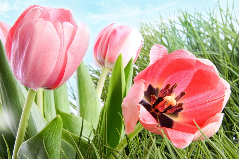 Обои для рабочего стола Розовые тюльпаны, растущие среди зеленой травы на фоне облачного неба