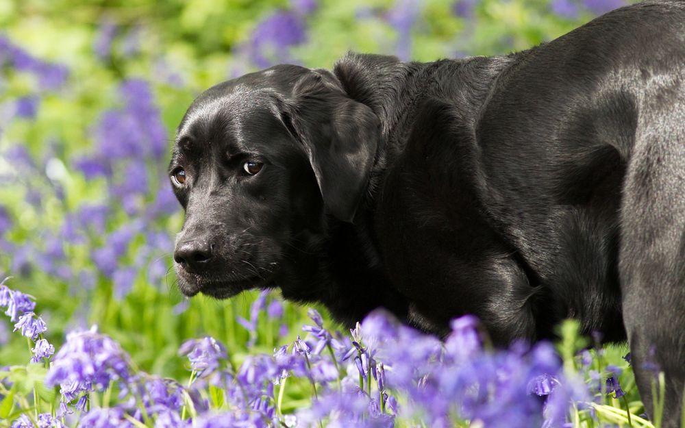 Обои для рабочего стола Обиженная собака породы лабрадор стоит в траве среди сиреневых цветов