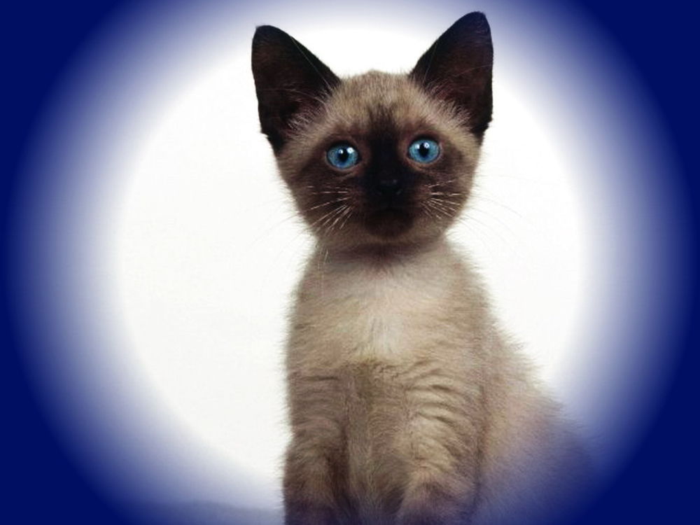 Обои для рабочего стола Сиамская кошка сидит в белом круге и смотрит голубыми глазами