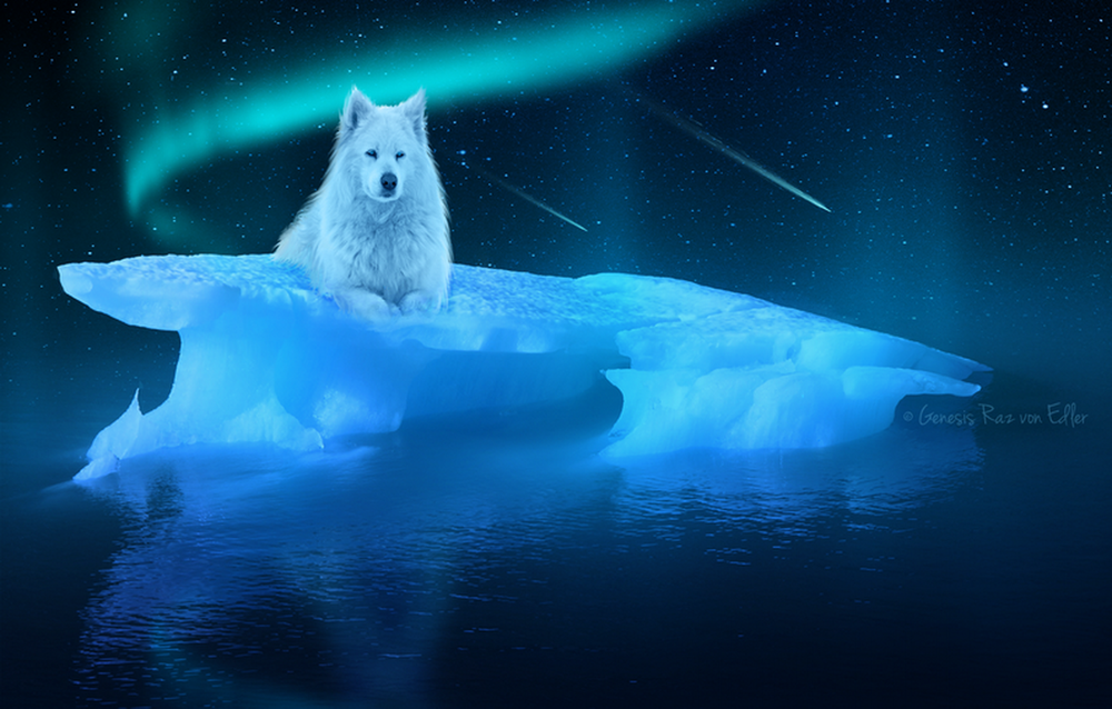 Обои для рабочего стола Белый волк, сидящий на льдине, плывущей в море на фоне ночного, звездного неба и красивого Северного сияния, падающих комет, автор RazielMB