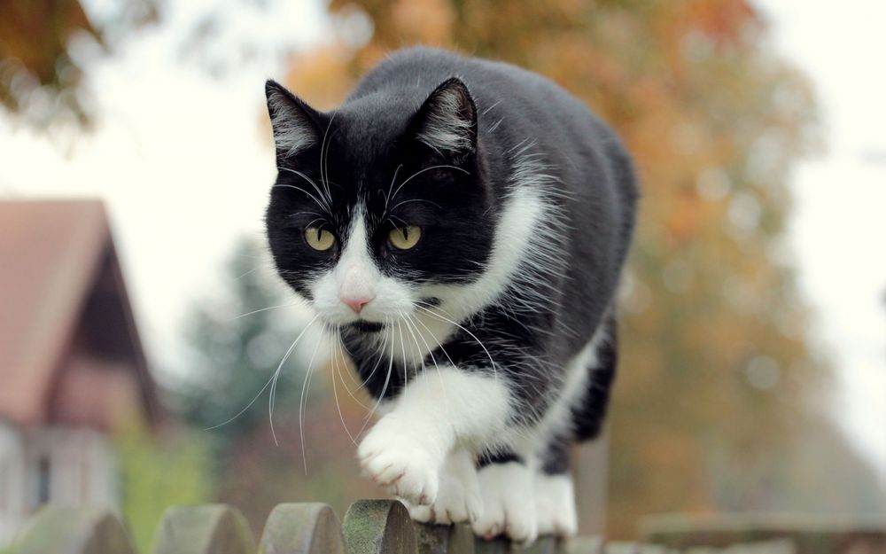 Чёрно-белые кошки: факты и особенности