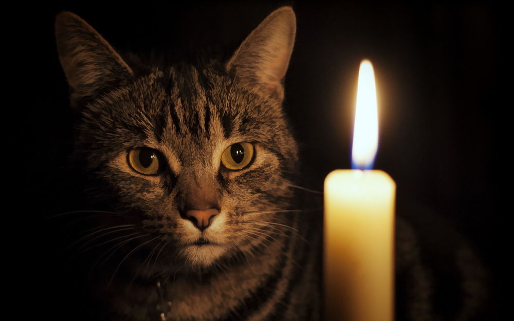 Обои для рабочего стола Полосатый кот пристально смотрит на горящую свечу