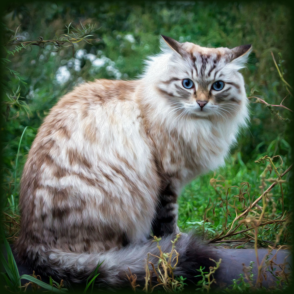 Сибирская Серая Кошка Фото