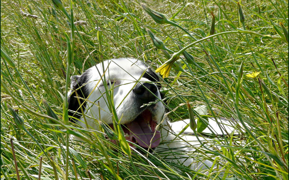 Обои для рабочего стола Черно-белый пес лежит в зеленой траве