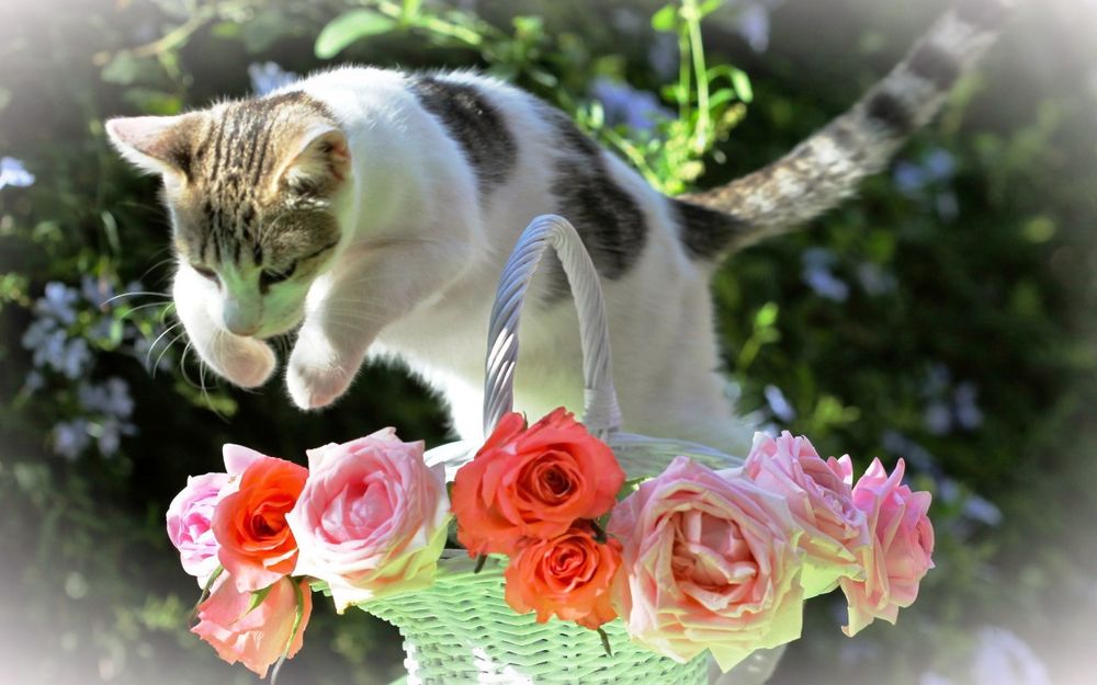 Обои для рабочего стола Кошка прыгает через корзину с цветами