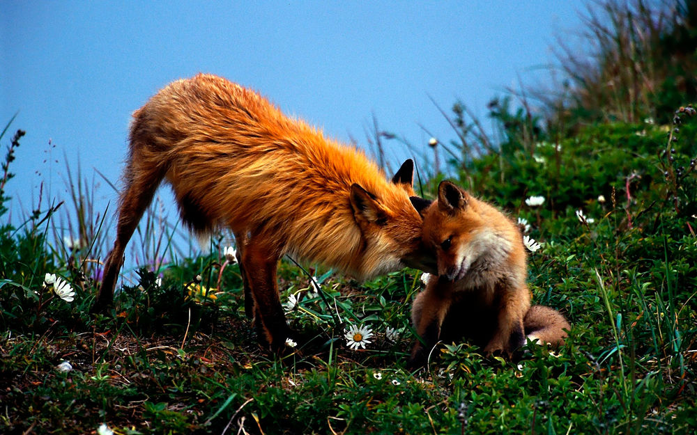 Обои для рабочего стола Рыжие лис и лисица в сезон любви