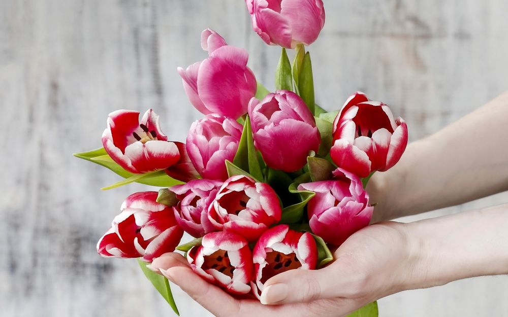 Обои для рабочего стола Букет пестрых тюльпанов в руках девушки на серо-белом фоне