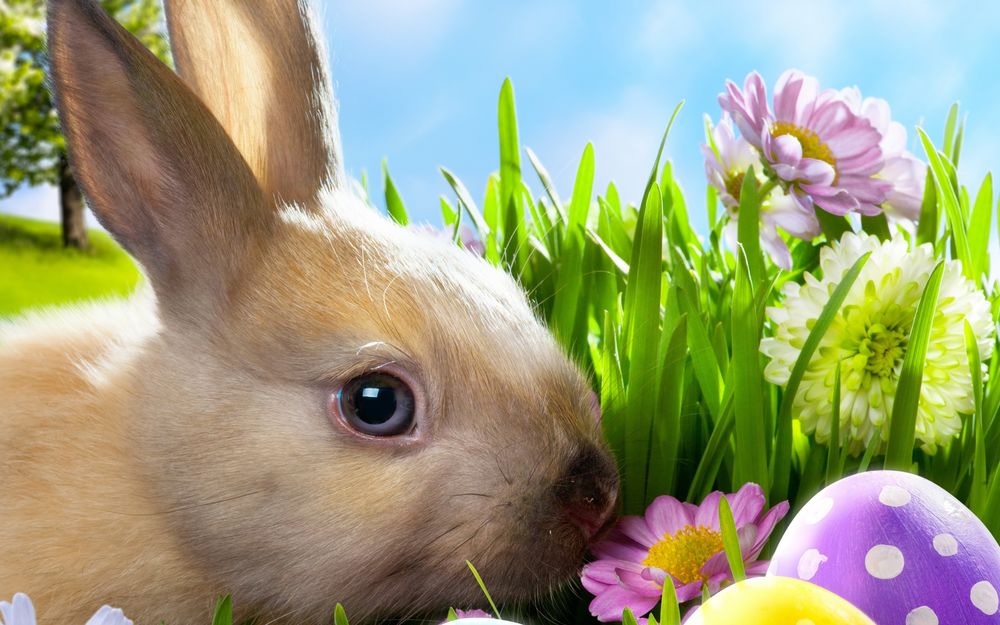 Обои для рабочего стола Кролик сидящий в траве среди цветов и пасхальных яиц