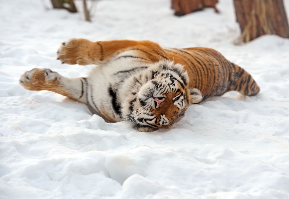 Обои для рабочего стола Амурский тигр катается на снегу