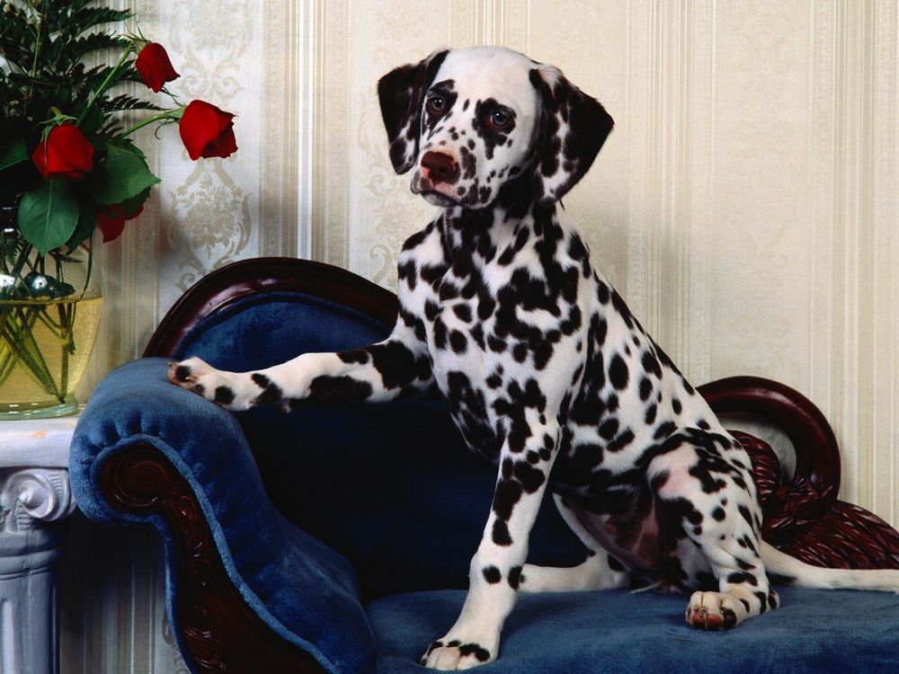 Обои для рабочего стола Собака долматинец сидит на синем плюшевом диване