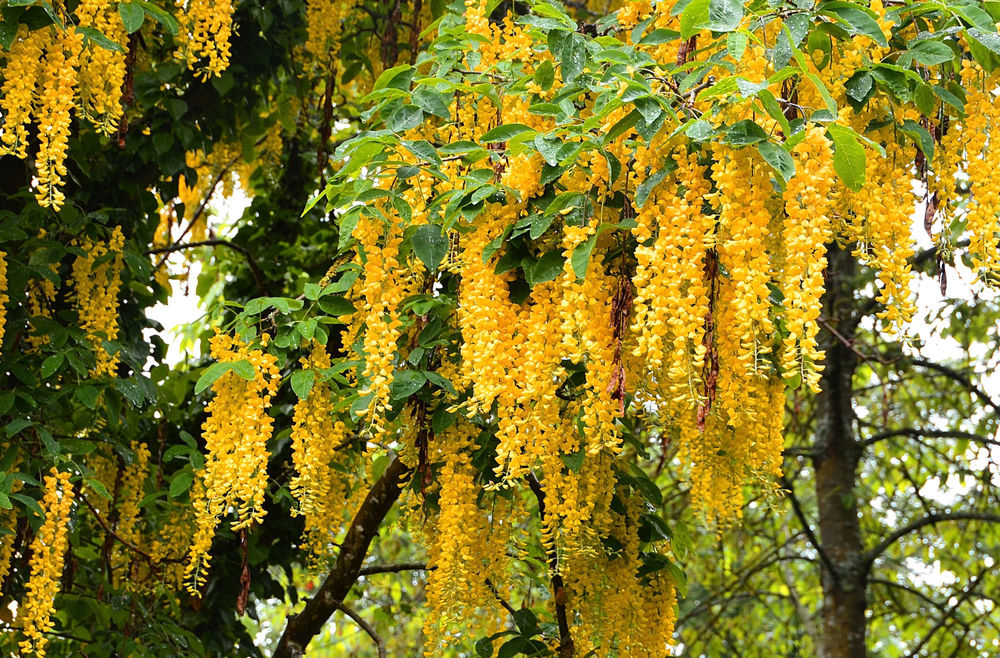 Обои для рабочего стола Цветущее весной желтым цветом дерево глицинии