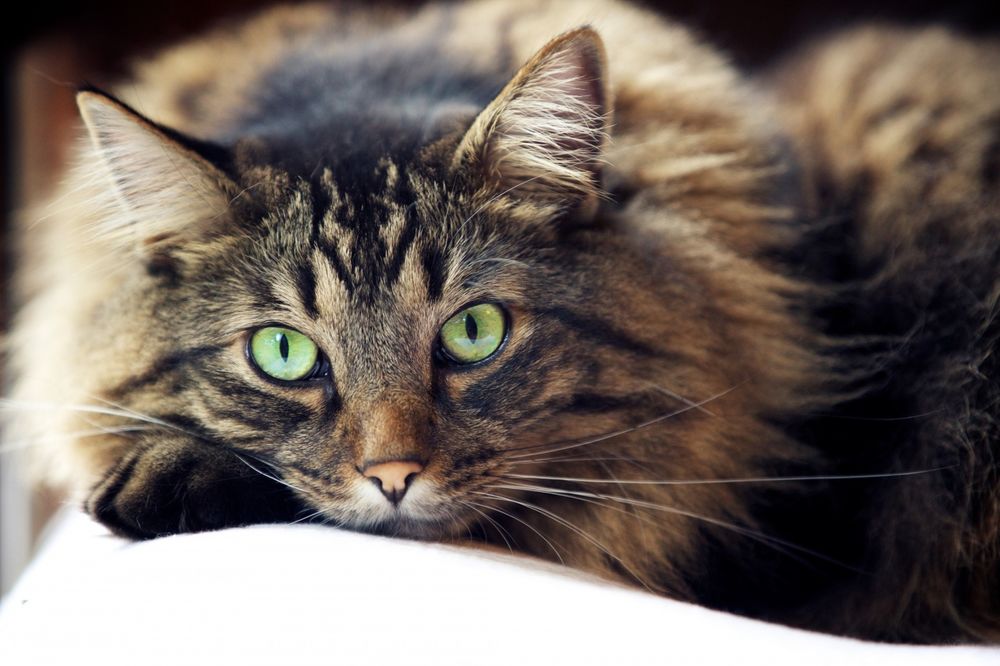 Обои для рабочего стола Пушистый серо-коричневый кот, глаза зеленые, раскрытый взгляд, лапы, уши, морда, лежит на кровати