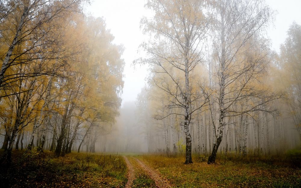 Обои лес в тумане в интерьере