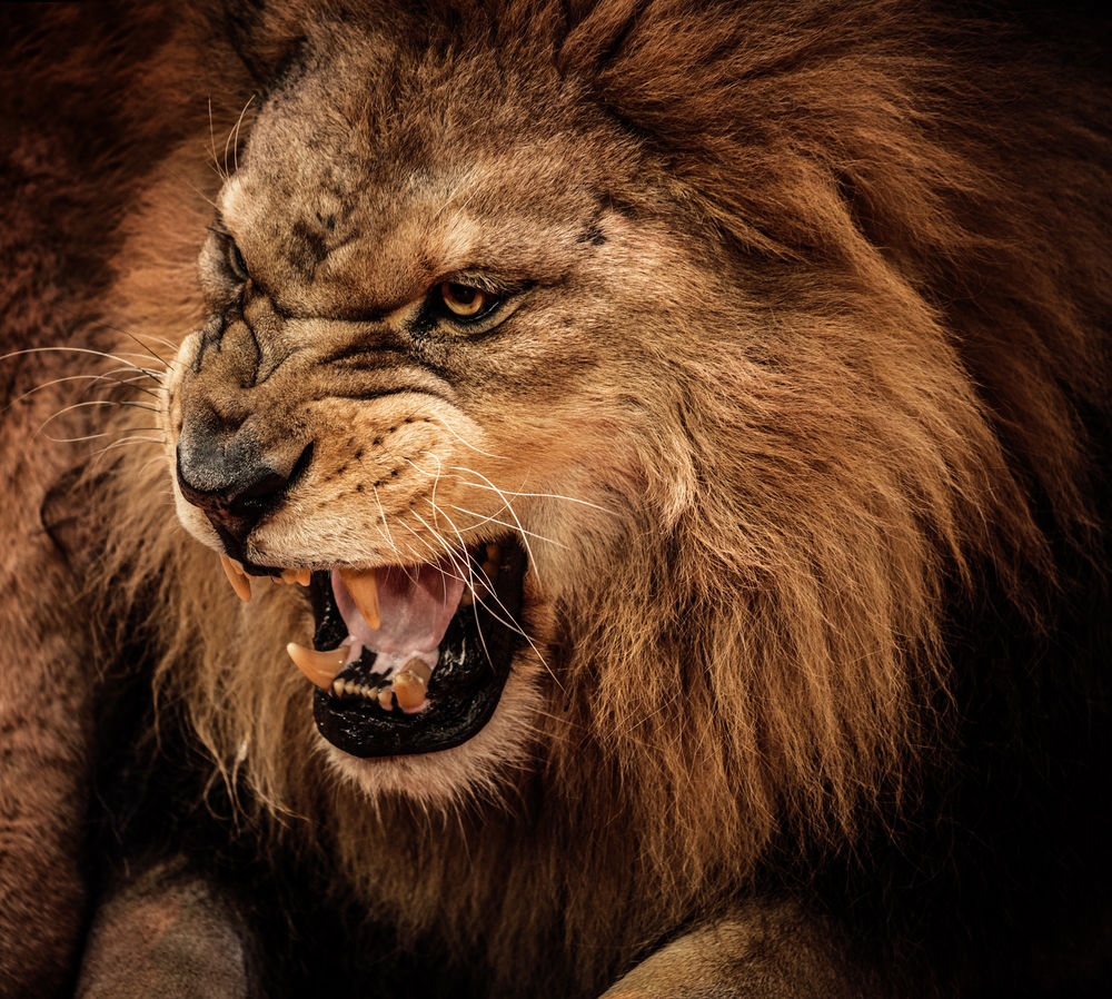 Петродворец. Фонтан «Самсон, раздирающий пасть льва» | Президентская библиотека имени Б.Н. Ельцина
